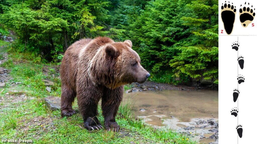 Rjavi medved ob reki